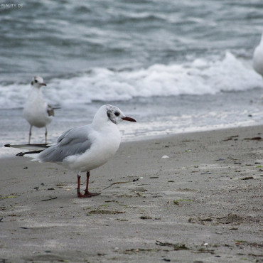 Möwen an der Ostsee
