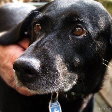 hund_askar.jpg